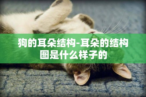 狗的耳朵結構-耳朵的結構圖是什么樣子的