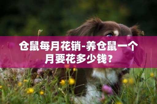 倉鼠每月花銷-養倉鼠一個月要花多少錢？