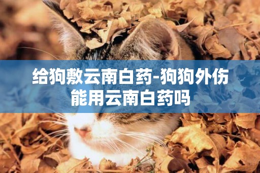 給狗敷云南白藥-狗狗外傷能用云南白藥嗎
