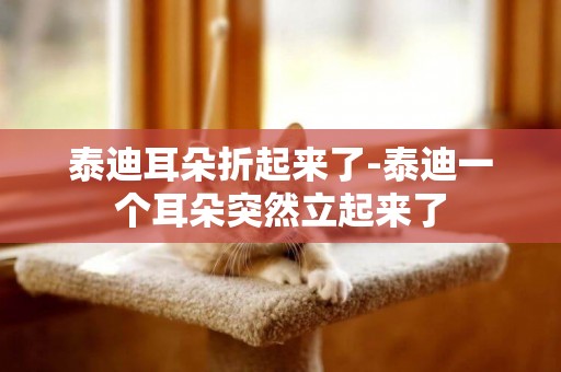 泰迪耳朵折起來了-泰迪一個耳朵突然立起來了