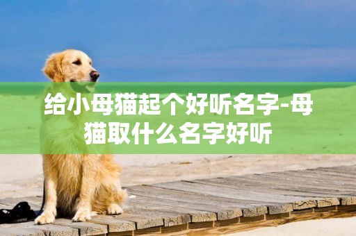 給小母貓起個好聽名字-母貓取什么名字好聽