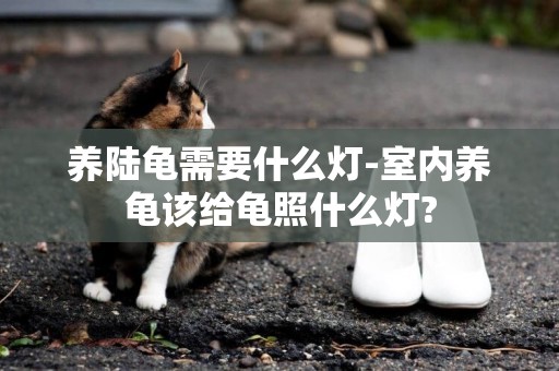 養陸龜需要什么燈-室內養龜該給龜照什么燈?