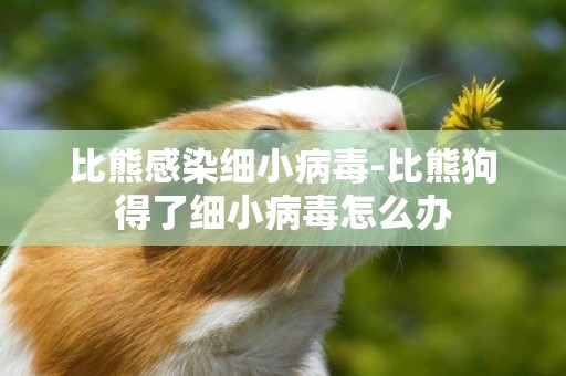 比熊感染細小病毒-比熊狗得了細小病毒怎么辦