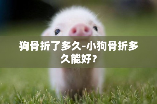 狗骨折了多久-小狗骨折多久能好？