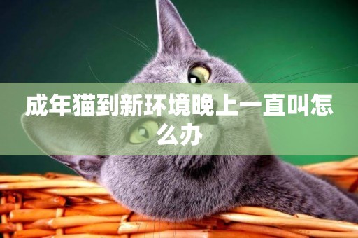 成年貓到新環境晚上一直叫怎么辦