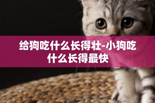 給狗吃什么長得壯-小狗吃什么長得最快