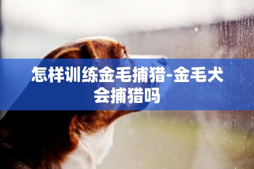 怎樣訓練金毛捕獵-金毛犬會捕獵嗎