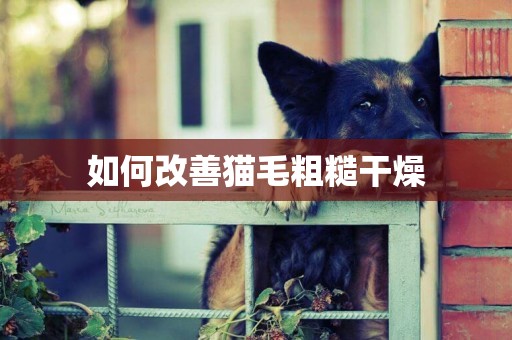 如何改善貓毛粗糙干燥