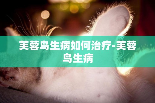 芙蓉鳥生病如何治療-芙蓉鳥生病