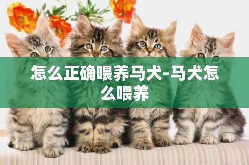 怎么正確喂養馬犬-馬犬怎么喂養