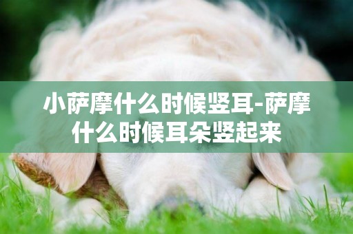 小薩摩什么時候豎耳-薩摩什么時候耳朵豎起來