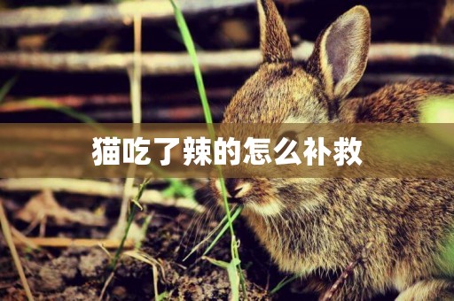 貓吃了辣的怎么補救