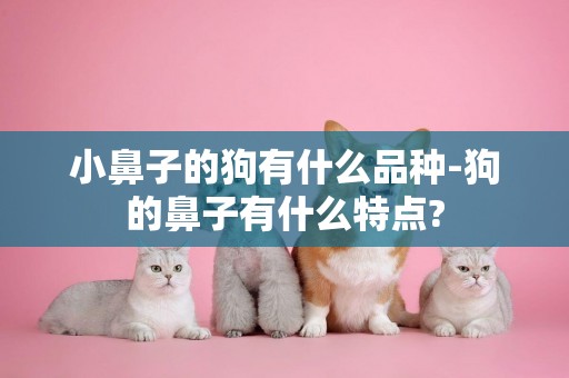 小鼻子的狗有什么品種-狗的鼻子有什么特點?