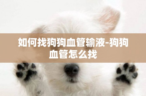 如何找狗狗血管輸液-狗狗血管怎么找