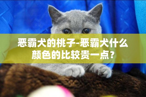 惡霸犬的桃子-惡霸犬什么顏色的比較貴一點？