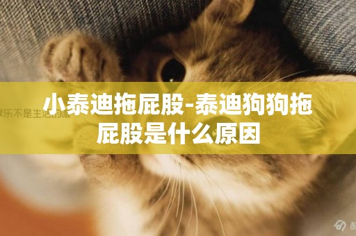 小泰迪拖屁股-泰迪狗狗拖屁股是什么原因
