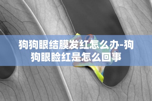 狗狗眼結膜發紅怎么辦-狗狗眼瞼紅是怎么回事