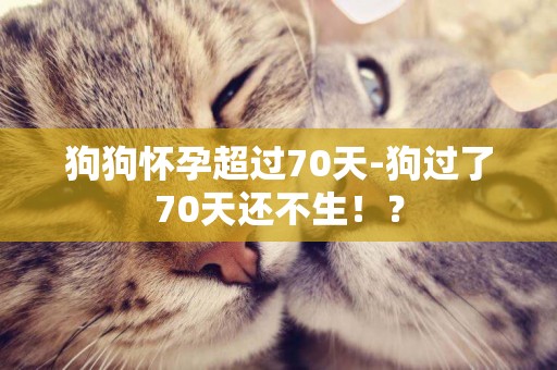 狗狗懷孕超過70天-狗過了70天還不生！？