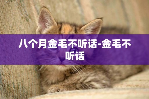 八個月金毛不聽話-金毛不聽話