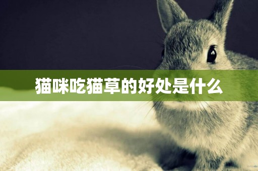 貓咪吃貓草的好處是什么