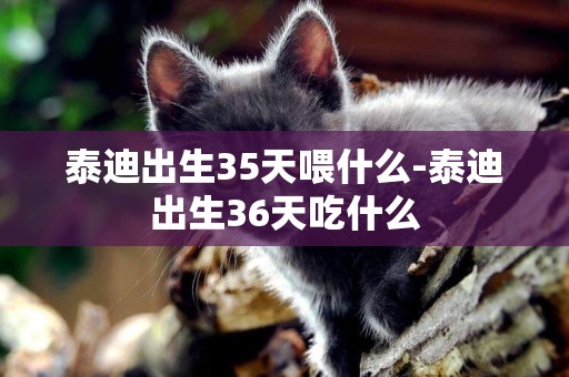 泰迪出生35天喂什么-泰迪出生36天吃什么