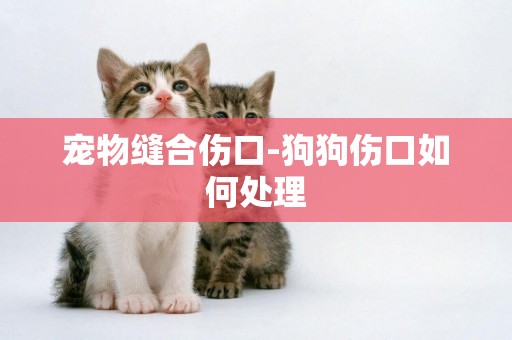 寵物縫合傷口-狗狗傷口如何處理