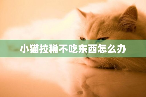 小貓拉稀不吃東西怎么辦