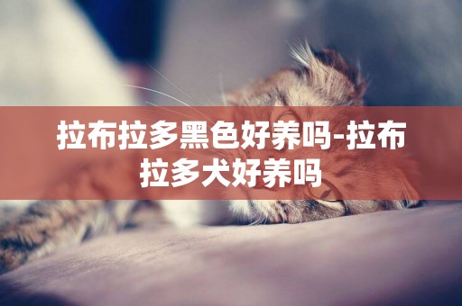 拉布拉多黑色好養嗎-拉布拉多犬好養嗎