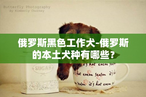 俄羅斯黑色工作犬-俄羅斯的本土犬種有哪些？