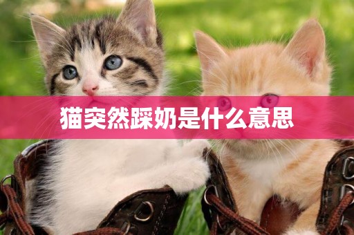 貓突然踩奶是什么意思