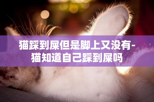 貓踩到屎但是腳上又沒有-貓知道自己踩到屎嗎