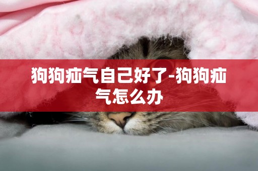 狗狗疝氣自己好了-狗狗疝氣怎么辦