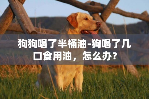 狗狗喝了半桶油-狗喝了幾口食用油，怎么辦？