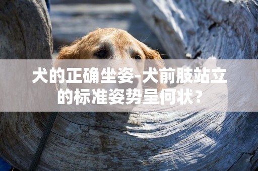 犬的正確坐姿-犬前肢站立的標準姿勢呈何狀？