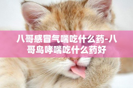 八哥感冒氣喘吃什么藥-八哥鳥哮喘吃什么藥好