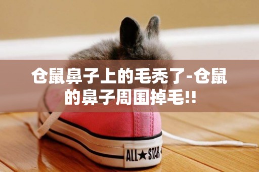 倉鼠鼻子上的毛禿了-倉鼠的鼻子周圍掉毛!!