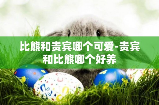 比熊和貴賓哪個可愛-貴賓和比熊哪個好養