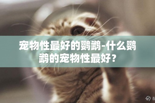 寵物性最好的鸚鵡-什么鸚鵡的寵物性最好？