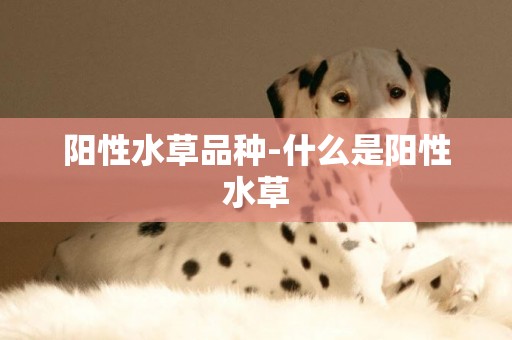 陽性水草品種-什么是陽性水草