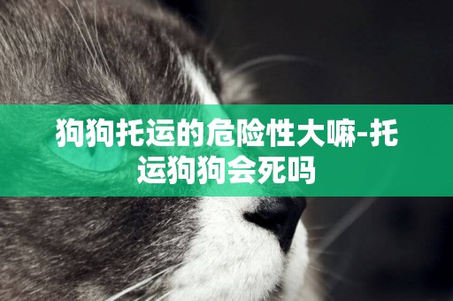 狗狗托運的危險性大嘛-托運狗狗會死嗎