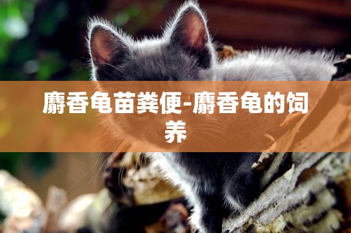 麝香龜苗糞便-麝香龜的飼養