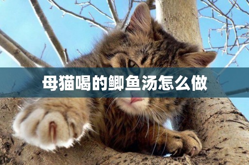 母貓喝的鯽魚湯怎么做