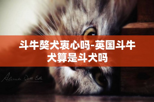 斗牛獒犬衷心嗎-英國斗牛犬算是斗犬嗎