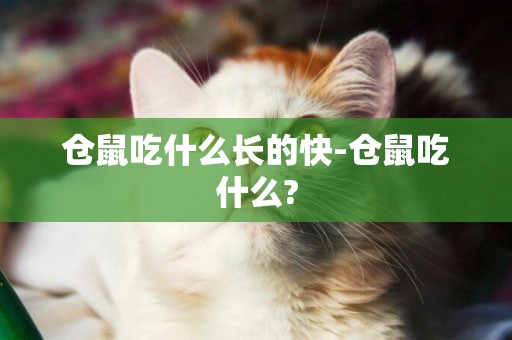 倉鼠吃什么長的快-倉鼠吃什么?