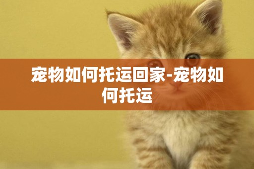寵物如何托運回家-寵物如何托運