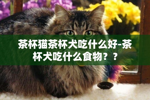 茶杯貓茶杯犬吃什么好-茶杯犬吃什么食物？？