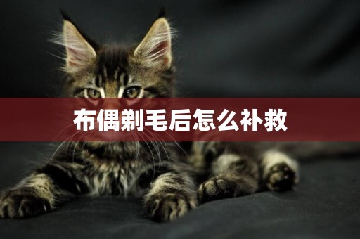 布偶剃毛后怎么補救
