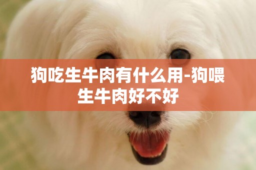 狗吃生牛肉有什么用-狗喂生牛肉好不好