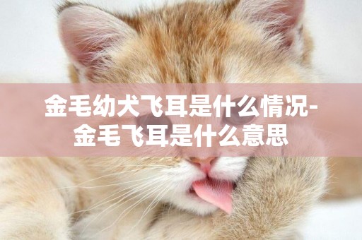 金毛幼犬飛耳是什么情況-金毛飛耳是什么意思