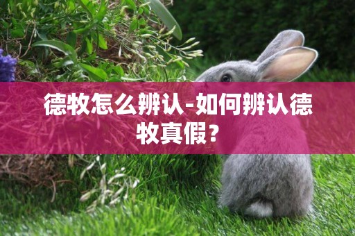 德牧怎么辨認-如何辨認德牧真假？